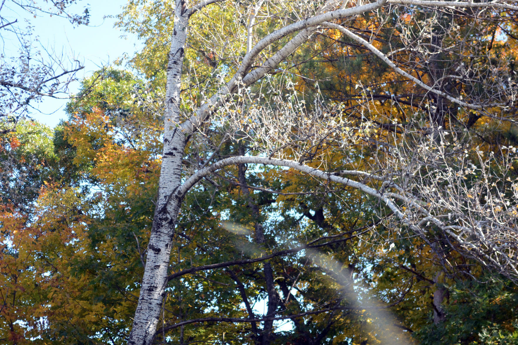 Baraboo area fall color, Oct. 8, 2020